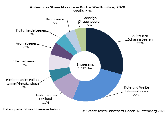 Schaubild 1: Anbau von Strauchbeeren in Baden-Württemberg 2020 Schaubild 1: Anbau von Strauchbeeren in Baden-Württemberg 2020