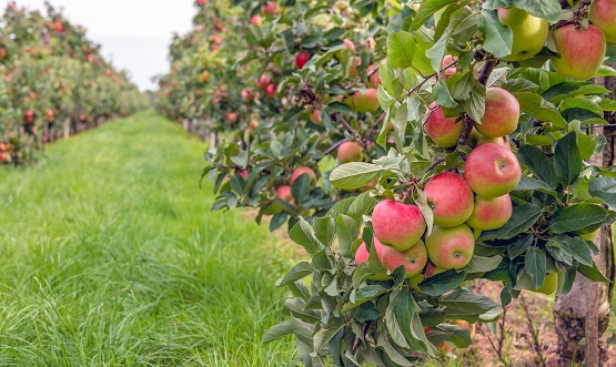 Ripe red apples ready to be picked in an apple orchard Symbolbild: Äpfel, Apfelplantage