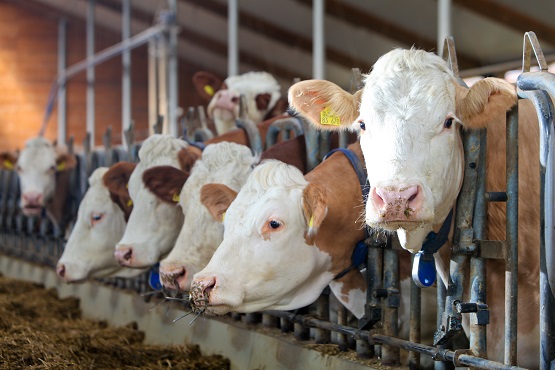 Symbolbild: Kuhstall