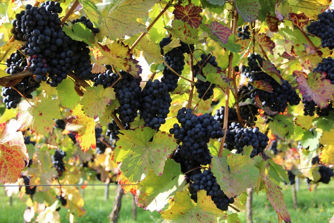 Symbolbild: Weinbau in BW